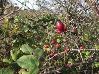 cantara da Mojo30122011 186